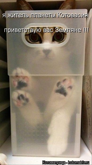 я житель планеты Котовасия приветствую вас Земляне !!!... Котоматрица: я житель планеты Котовасия приветствую вас Земляне !!!