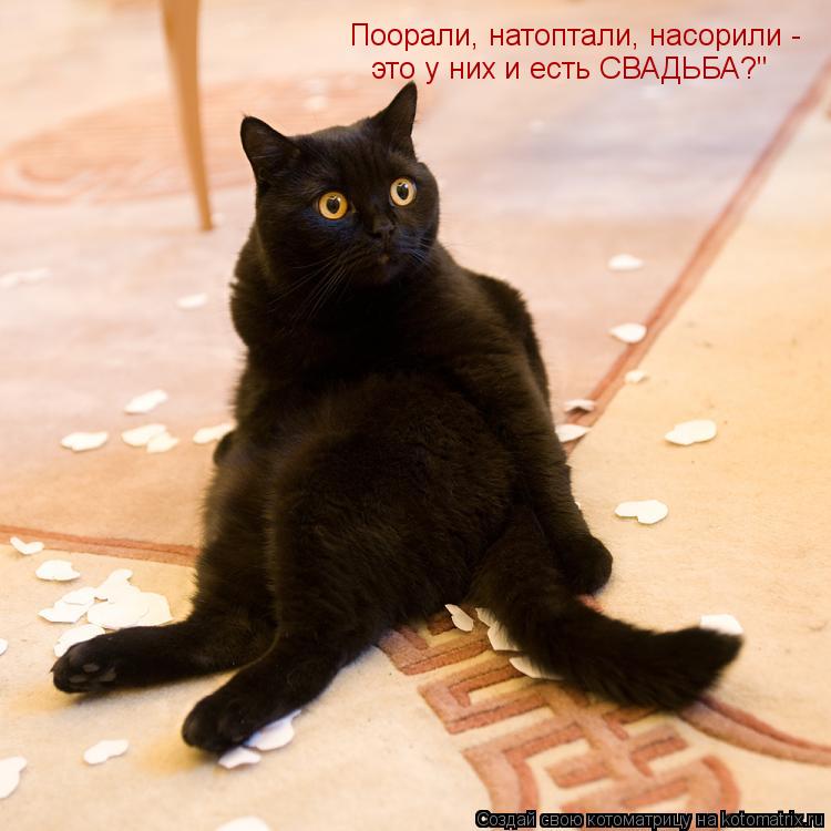 Поорали, натоптали, насорили - это у них и есть СВАДЬБА?"... Котоматрица: Поорали, натоптали, насорили - это у них и есть СВАДЬБА?"