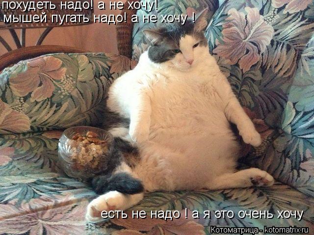 похудеть надо! а не хочу! мышей пугать надо! а не хочу ! есть не надо ! а я это очень хочу... Котоматрица: похудеть надо! а не хочу! мышей пугать надо! а не хочу ! есть не надо ! а я это очень хочу