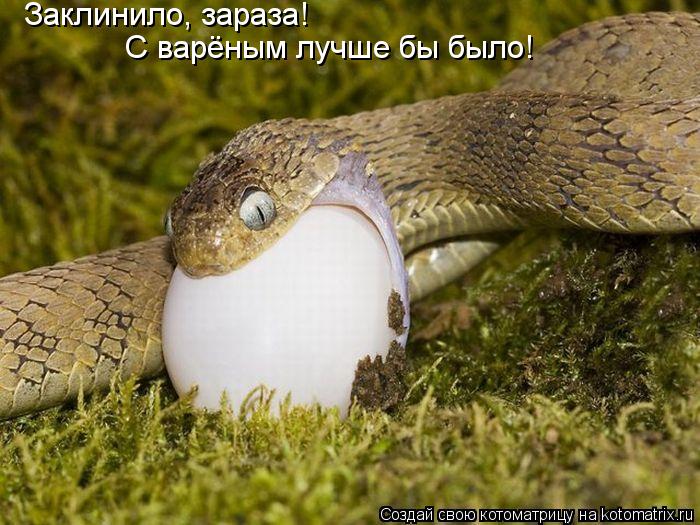 Заклинило, зараза! С варёным лучше бы было!... Котоматрица: Заклинило, зараза! С варёным лучше бы было!