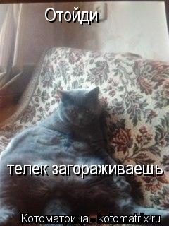 Отойди телек загораживаешь... Котоматрица: Отойди телек загораживаешь
