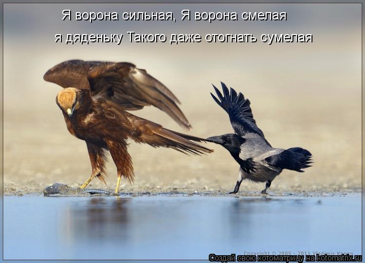 Я ворона сильная, Я ворона смелая я дяденьку Такого даже отогнать сумелая... Котоматрица: Я ворона сильная, Я ворона смелая я дяденьку Такого даже отогнать сумелая