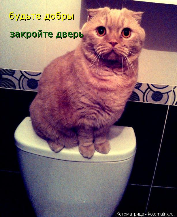 будьте добры закройте дверь... Котоматрица: будьте добры закройте дверь