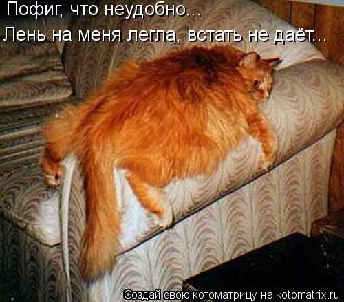 Пофиг, что неудобно... Лень на меня легла, встать не даёт...... Котоматрица: Пофиг, что неудобно... Лень на меня легла, встать не даёт...