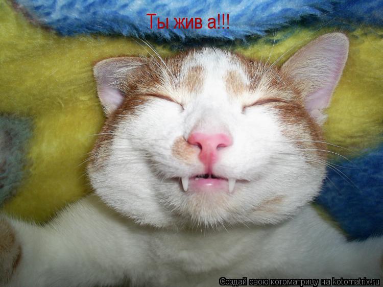 Ты жив а!!!... Котоматрица: Ты жив а!!!