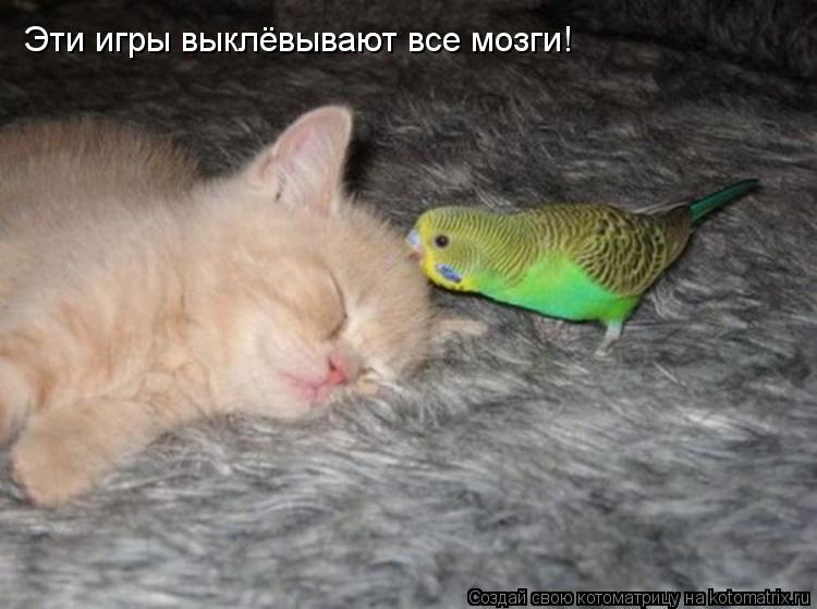 Эти игры выклёвывают все мозги!... Котоматрица: Эти игры выклёвывают все мозги!