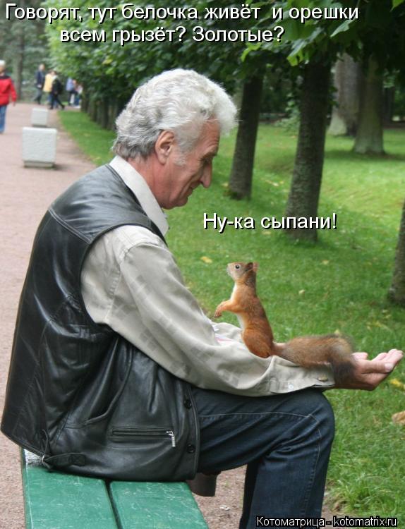 Говорят, тут белочка живёт и орешки всем грызёт? Золотые? Ну-ка сыпани!... Котоматрица: Говорят, тут белочка живёт и орешки всем грызёт? Золотые? Ну-ка сыпани!