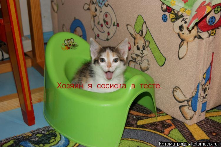 Хозяин я сосиска в тесте.... Котоматрица: Хозяин я сосиска в тесте.