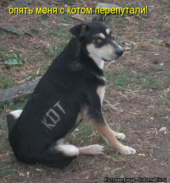 опять меня с котом перепутали!... Котоматрица: опять меня с котом перепутали!