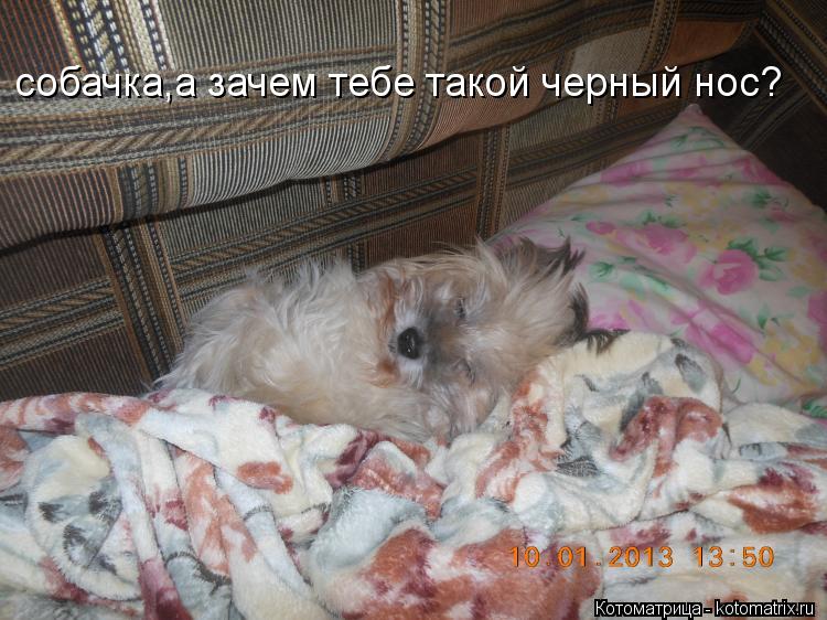собачка,а зачем тебе такой черный нос?... Котоматрица: собачка,а зачем тебе такой черный нос?