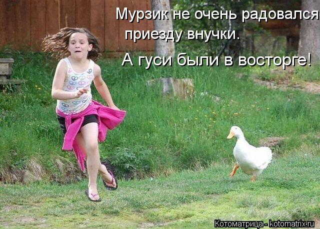 Мурзик не очень радовался А гуси были в восторге! приезду внучки.... Котоматрица: Мурзик не очень радовался А гуси были в восторге! приезду внучки.