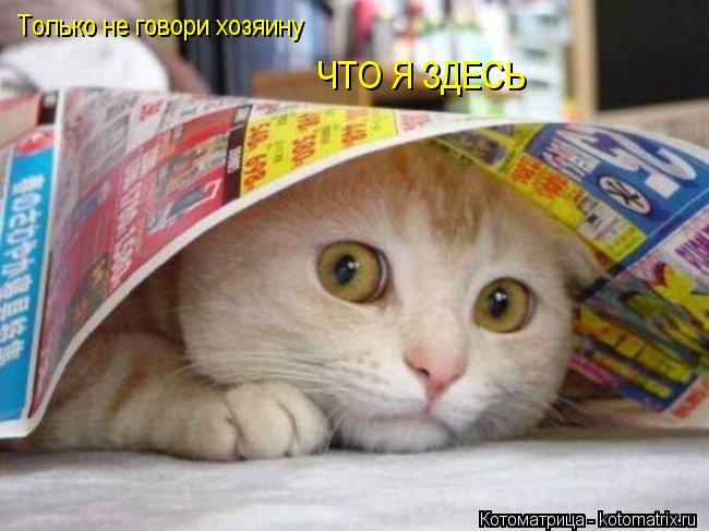 Только не говори хозяину ЧТО Я ЗДЕСЬ... Котоматрица: Только не говори хозяину ЧТО Я ЗДЕСЬ