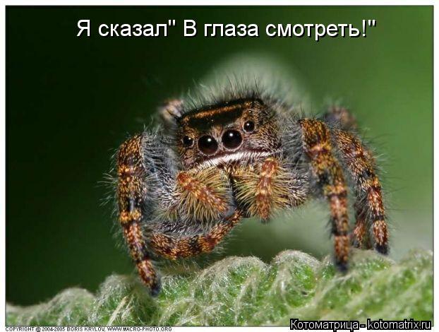 Я сказал" В глаза смотреть!"... Котоматрица: Я сказал" В глаза смотреть!"