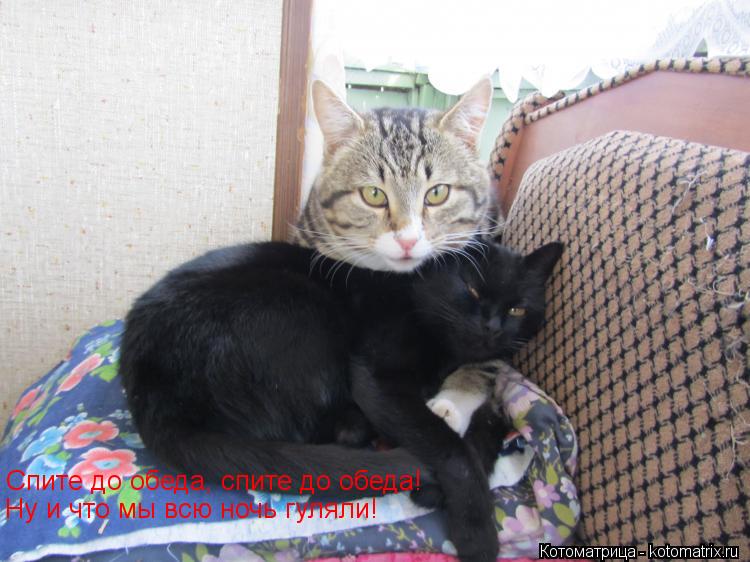 Спите до обеда, спите до обеда! Ну и что мы всю ночь гуляли!... Котоматрица: Спите до обеда, спите до обеда! Ну и что мы всю ночь гуляли!