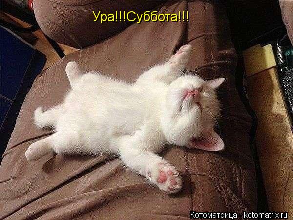 Ура!!!Суббота!!!... Котоматрица: Ура!!!Суббота!!!