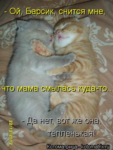 - Ой, Барсик, снится мне, что мама смылась куда-то... - Да нет, вот же она, тёпленькая!... Котоматрица: - Ой, Барсик, снится мне, что мама смылась куда-то... - Да нет, вот же она, тёпленькая!