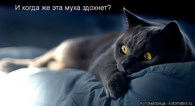 И когда же эта муха здохнет?... Котоматрица: И когда же эта муха здохнет?