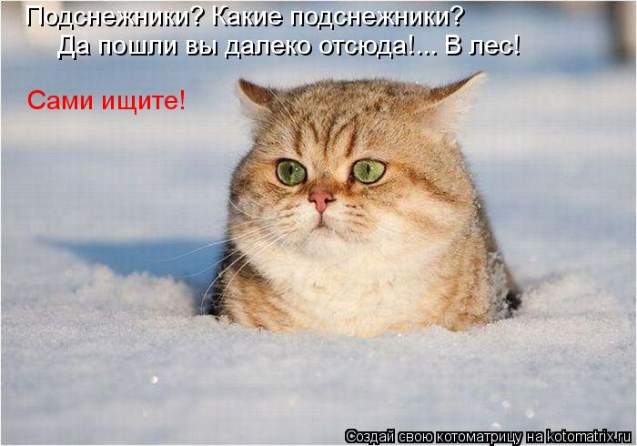 Подснежники? Какие подснежники? Да пошли вы далеко отсюда!... В лес! Сами ищите!... Котоматрица: Подснежники? Какие подснежники? Да пошли вы далеко отсюда!... В лес! Сами ищите!
