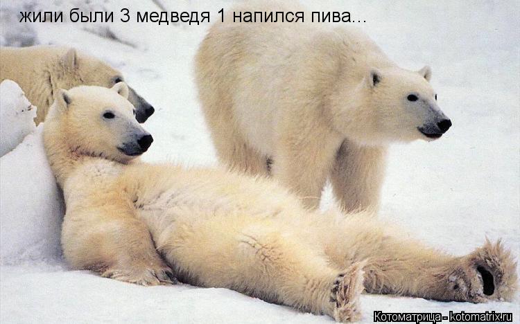 жили были 3 медведя 1 напился пива...... Котоматрица: жили были 3 медведя 1 напился пива...