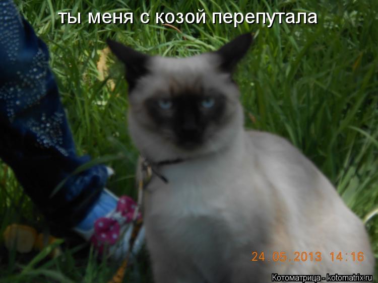 ты меня с козой перепутала... Котоматрица: ты меня с козой перепутала