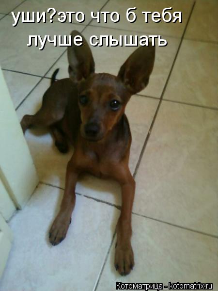 уши?это что б тебя лучше слышать... Котоматрица: уши?это что б тебя лучше слышать