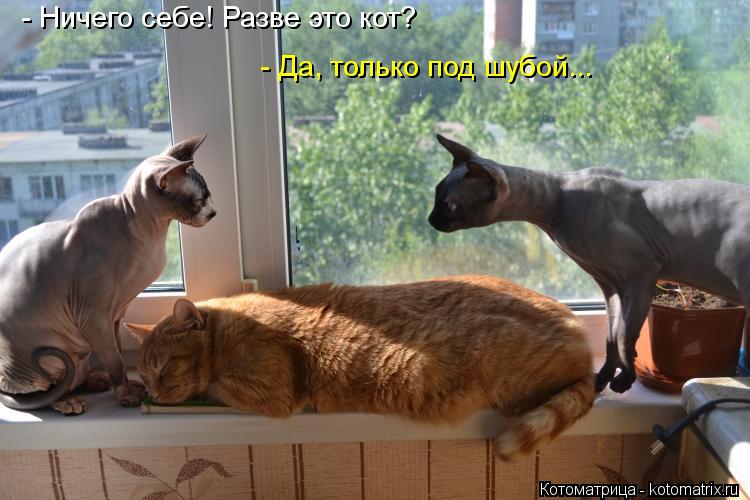 - Ничего себе! Разве это кот? - Да, только под шубой...... Котоматрица: - Ничего себе! Разве это кот? - Да, только под шубой...