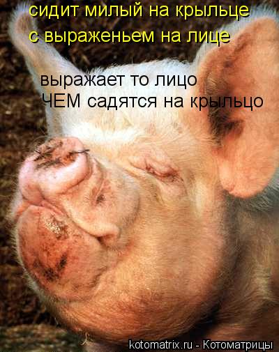 сидит милый на крыльце с выраженьем на лице выражает то лицо ЧЕМ садятся на крыльцо... Котоматрица: сидит милый на крыльце с выраженьем на лице выражает то лицо ЧЕМ садятся на крыльцо