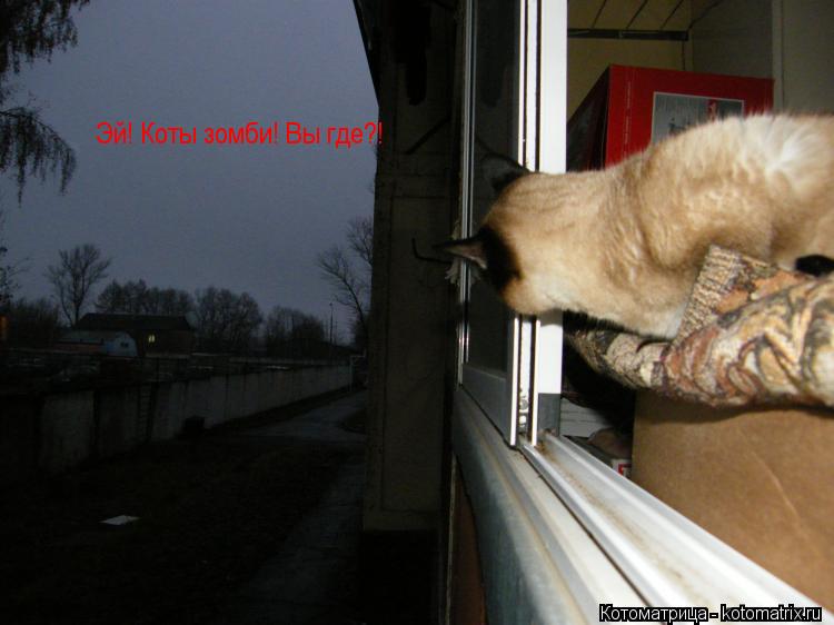 Эй! Коты зомби! Вы где?!... Котоматрица: Эй! Коты зомби! Вы где?!