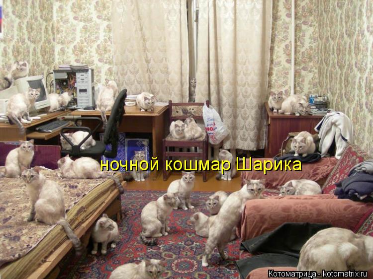ночной кошмар Шарика... Котоматрица: ночной кошмар Шарика