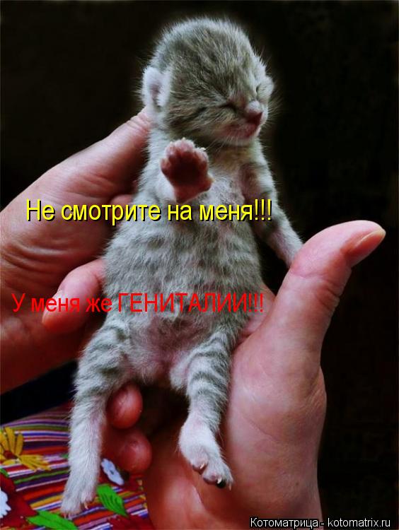 Не смотрите на меня!!! У меня же ГЕНИТАЛИИ!!!... Котоматрица: Не смотрите на меня!!! У меня же ГЕНИТАЛИИ!!!