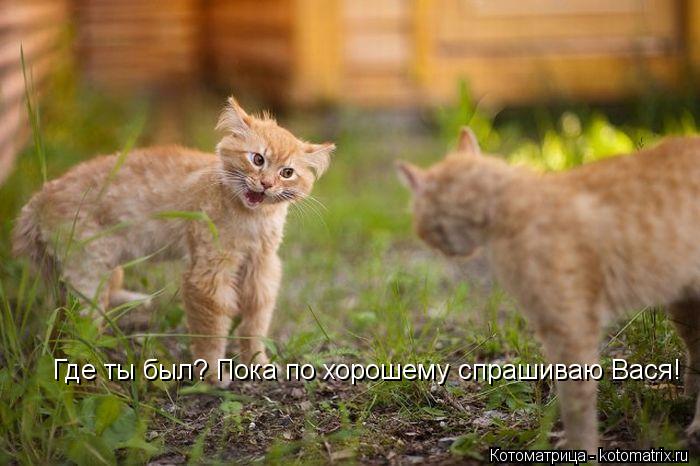 Где ты был? Пока по хорошему спрашиваю Вася!... Котоматрица: Где ты был? Пока по хорошему спрашиваю Вася!
