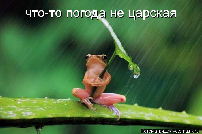 что-то погода не царская... Котоматрица: что-то погода не царская