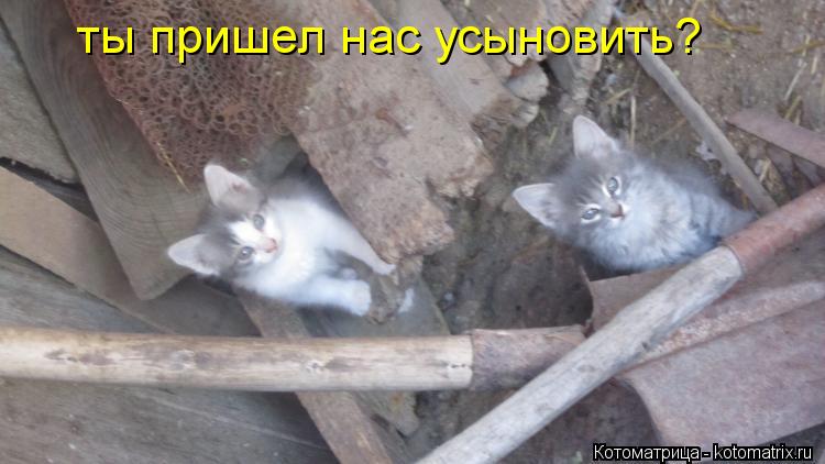 ты пришел нас усыновить?... Котоматрица: ты пришел нас усыновить?