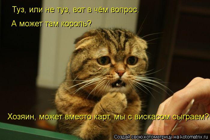 Туз, или не туз, вот в чём вопрос. А может там король? Хозяин, может вместо карт, мы с вискасом сыгра... Котоматрица: Туз, или не туз, вот в чём вопрос. А может там король? Хозяин, может вместо карт, мы с вискасом сыграем?