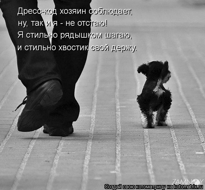 Дресс-код хозяин соблюдает, ну, так и я - не отстаю! и стильно хвостик свой держу. Я стильно рядышком... Котоматрица: Дресс-код хозяин соблюдает, ну, так и я - не отстаю! и стильно хвостик свой держу. Я стильно рядышком шагаю,