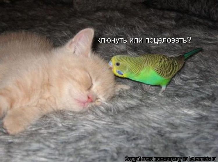 клюнуть или поцеловать?... Котоматрица: клюнуть или поцеловать?