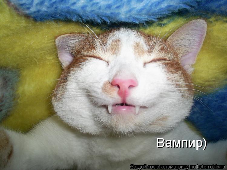 Вампир)... Котоматрица: Вампир)