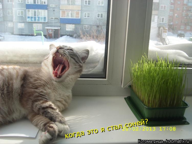 когда это я стал соней?... Котоматрица: когда это я стал соней?