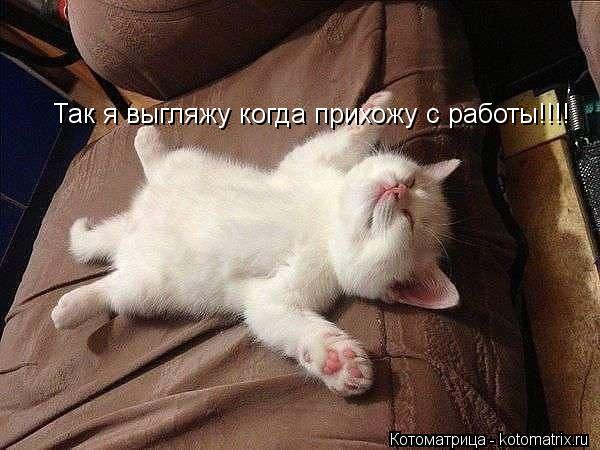 Так я выгляжу когда прихожу с работы!!!!... Котоматрица: Так я выгляжу когда прихожу с работы!!!!