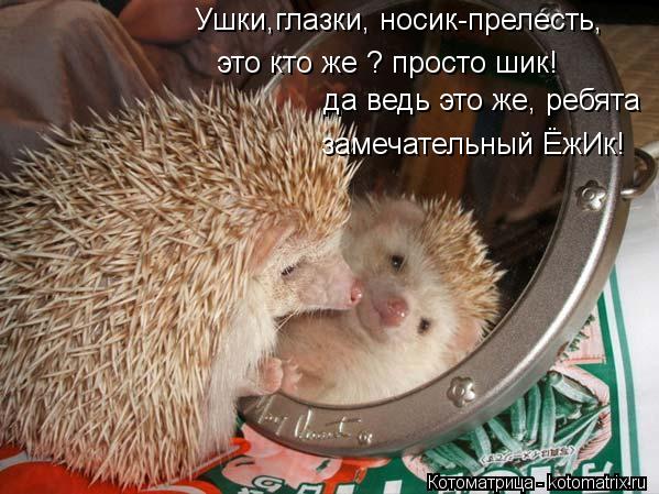 Ушки,глазки, носик-прелесть, это кто же ? просто шик! да ведь это же, ребята замечательный ЁжИк!... Котоматрица: Ушки,глазки, носик-прелесть, это кто же ? просто шик! да ведь это же, ребята замечательный ЁжИк!
