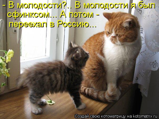 - В молодости?.. В молодости я был сфинксом... А потом - переехал в Россию...... Котоматрица: - В молодости?.. В молодости я был сфинксом... А потом - переехал в Россию...