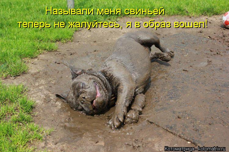 Называли меня свиньей теперь не жалуйтесь, я в образ вошел!... Котоматрица: Называли меня свиньей теперь не жалуйтесь, я в образ вошел!
