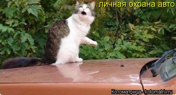 личная охрана авто... Котоматрица: личная охрана авто