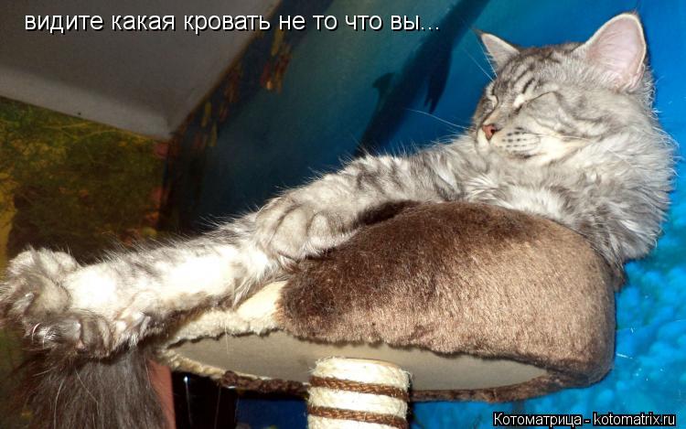 видите какая кровать не то что вы...... Котоматрица: видите какая кровать не то что вы...