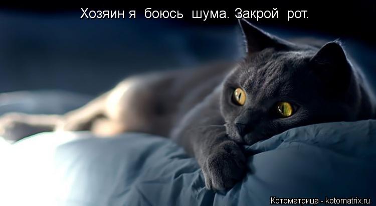 Хозяин я боюсь шума. Закрой рот.... Котоматрица: Хозяин я боюсь шума. Закрой рот.