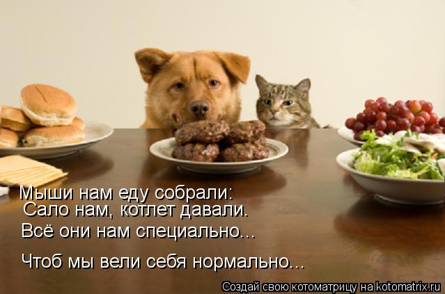 Мыши нам еду собрали: Сало нам, котлет давали. Всё они нам специально... Чтоб мы вели себя нормально.... Котоматрица: Мыши нам еду собрали: Сало нам, котлет давали. Всё они нам специально... Чтоб мы вели себя нормально...