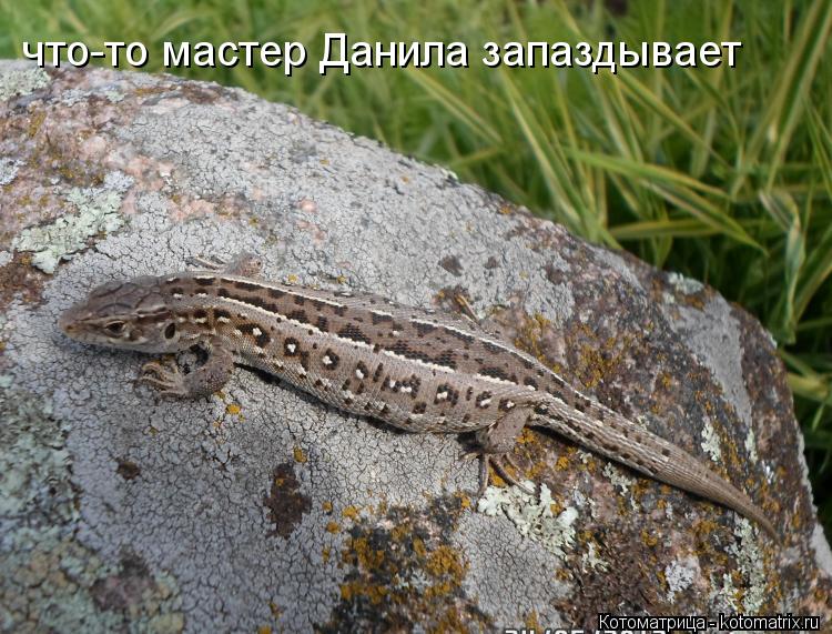 что-то мастер Данила запаздывает... Котоматрица: что-то мастер Данила запаздывает