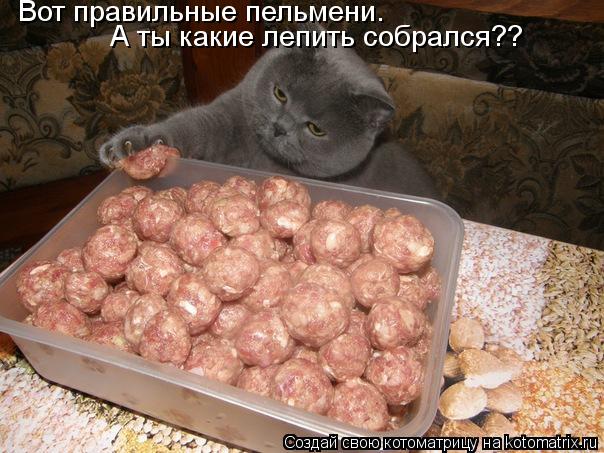 Вот правильные пельмени. А ты какие лепить собрался??... Котоматрица: Вот правильные пельмени. А ты какие лепить собрался??