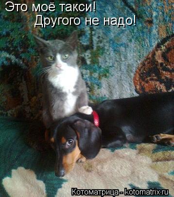 Это моё такси! Другого не надо!... Котоматрица: Это моё такси! Другого не надо!