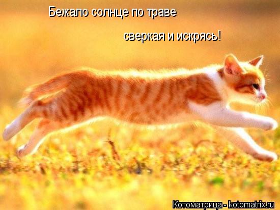 Бежало солнце по траве сверкая и искрясь!... Котоматрица: Бежало солнце по траве сверкая и искрясь!